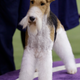 Image for article titled I Can't Believe I Am Defending the 'New England Patriots' of Dogs But I Am